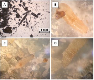 Microscopic view of soil and small organisms.