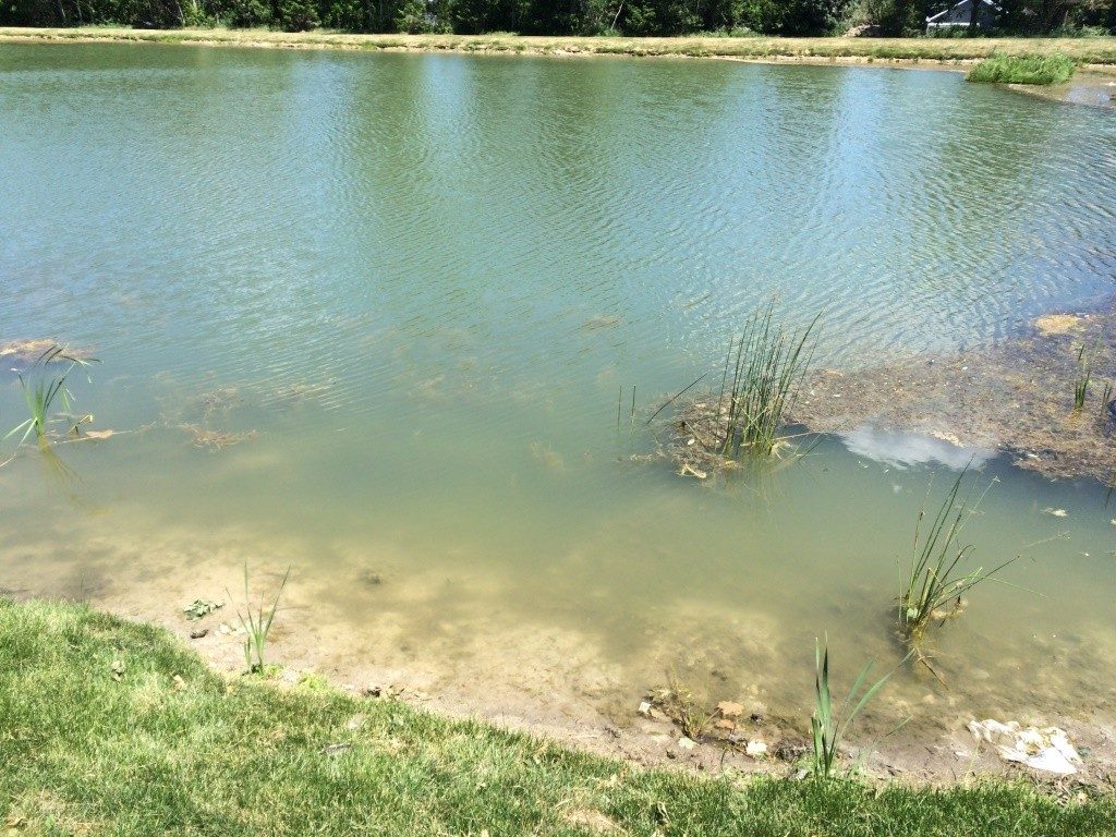 Small pond with grassy shoreline and reeds.