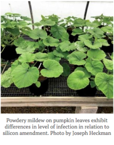 Pumpkin plants with powdery mildew infection.