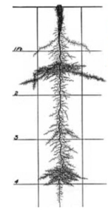 Tree-like electrical discharge pattern diagram.