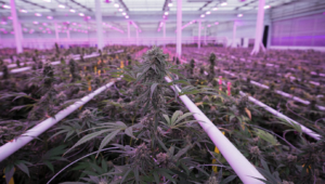 Indoor cannabis plants under purple grow lights.