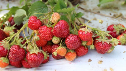 Fresh strawberries on a white surface.