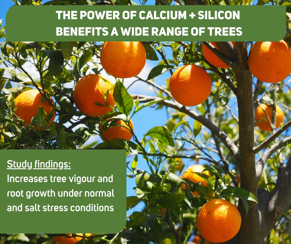 Power of calcium + silicon