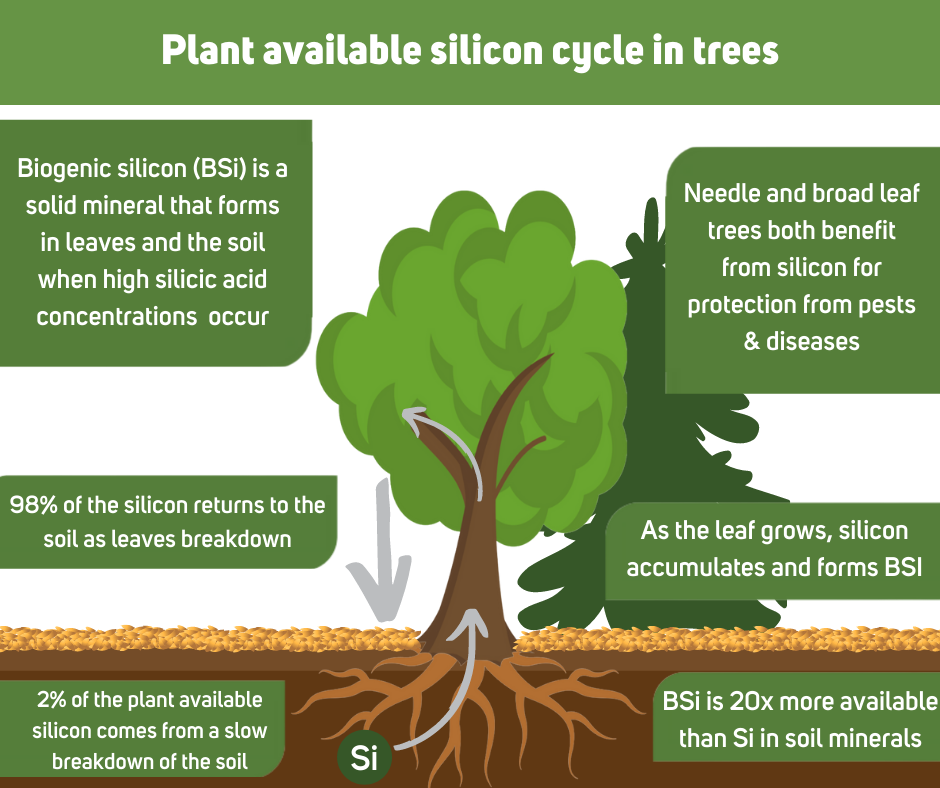 Plant available silicon cycle in trees