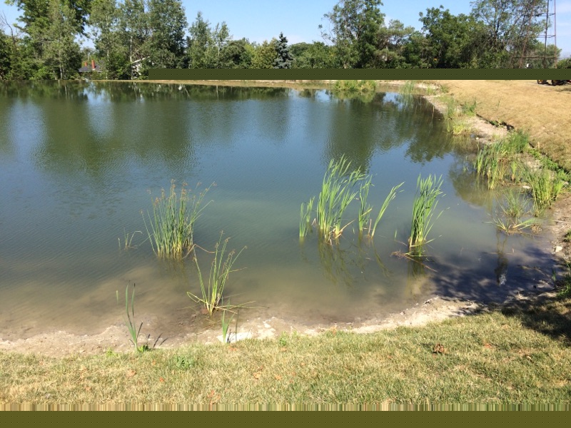 A pond with grass growing in it near the water.