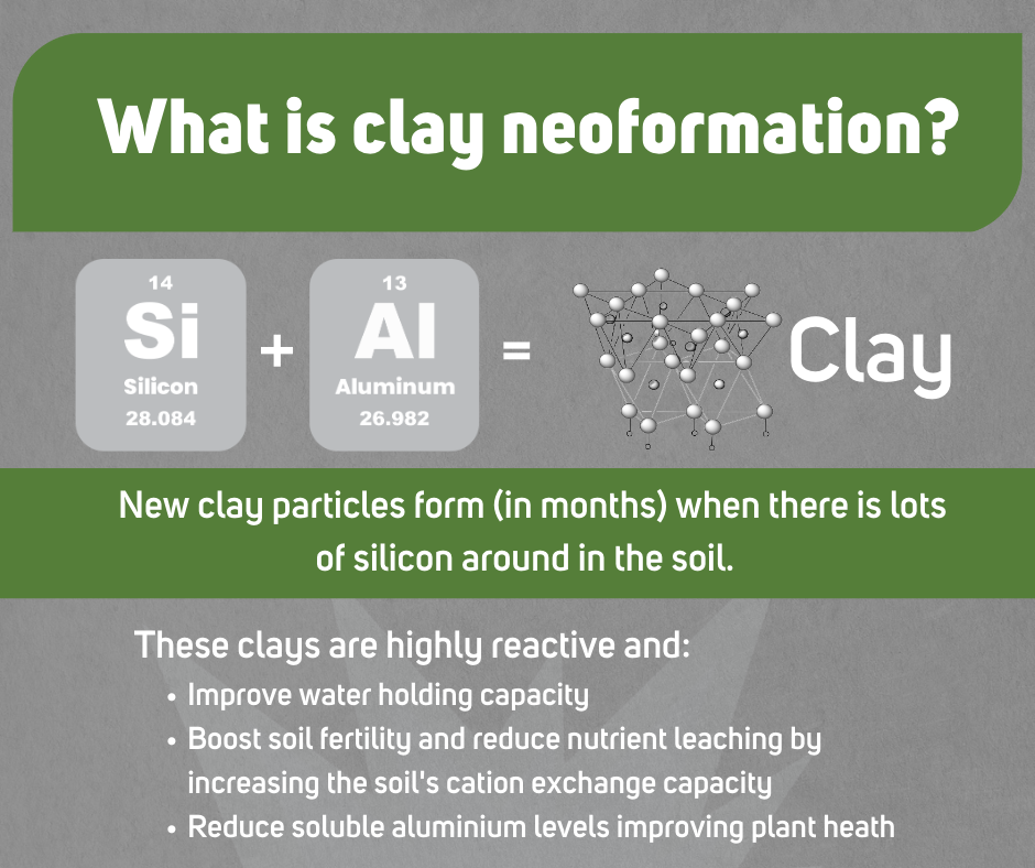 Clay newformation