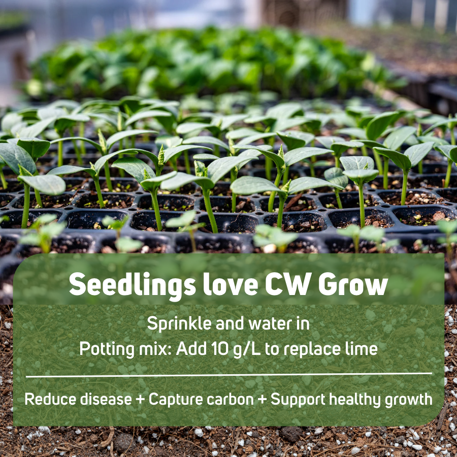 Seedlings love CW grow