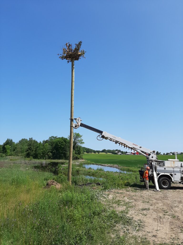 A crane is lifting up the top of a tree.